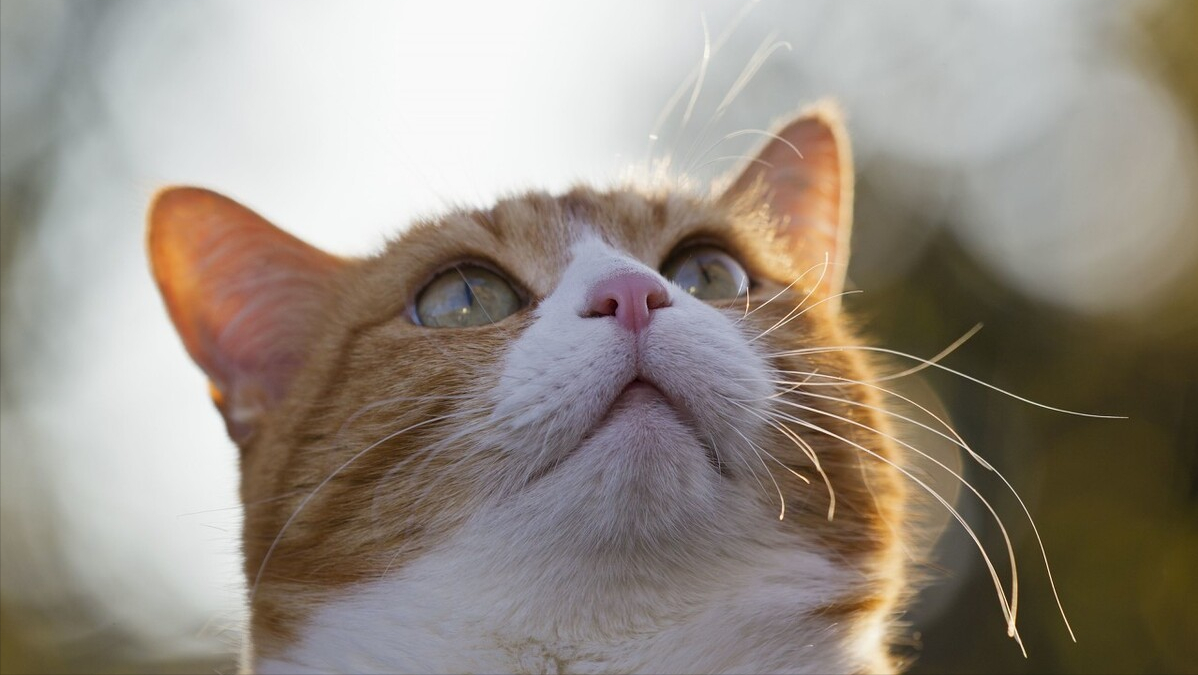 猫砂种类哪种好，如何选择适合的猫砂