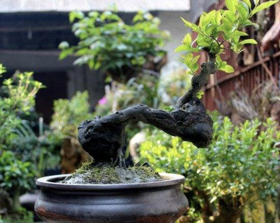 所以有观赏价值,不知道花友们有没有见过金弹子的果实?