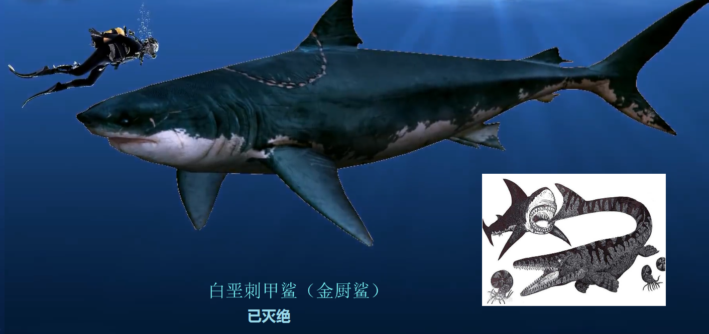 白垩刺甲鲨苍龙图片