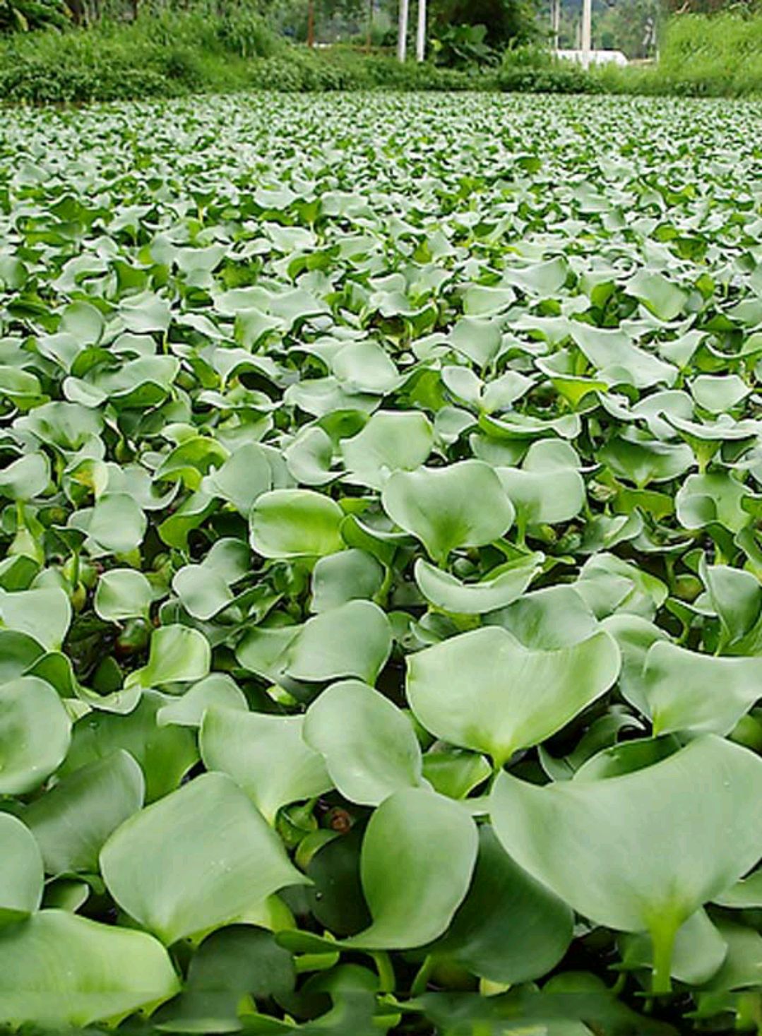 小蓬草图片(疯狂的入侵植物) - 赤虎壹号