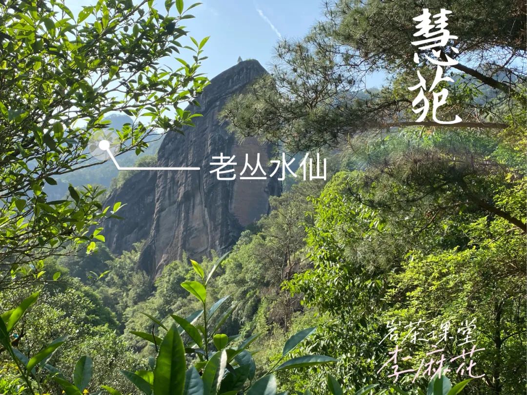 都是乌龙茶，老丛水仙与凤凰单丛有什么区别，你能说中几个？