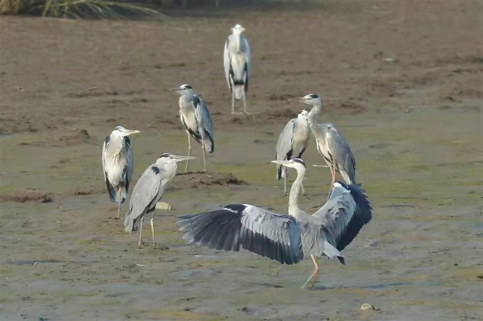 泛黄河三角洲湿地保护与修复研究 泛黄河三角洲湿地保护与修复研究