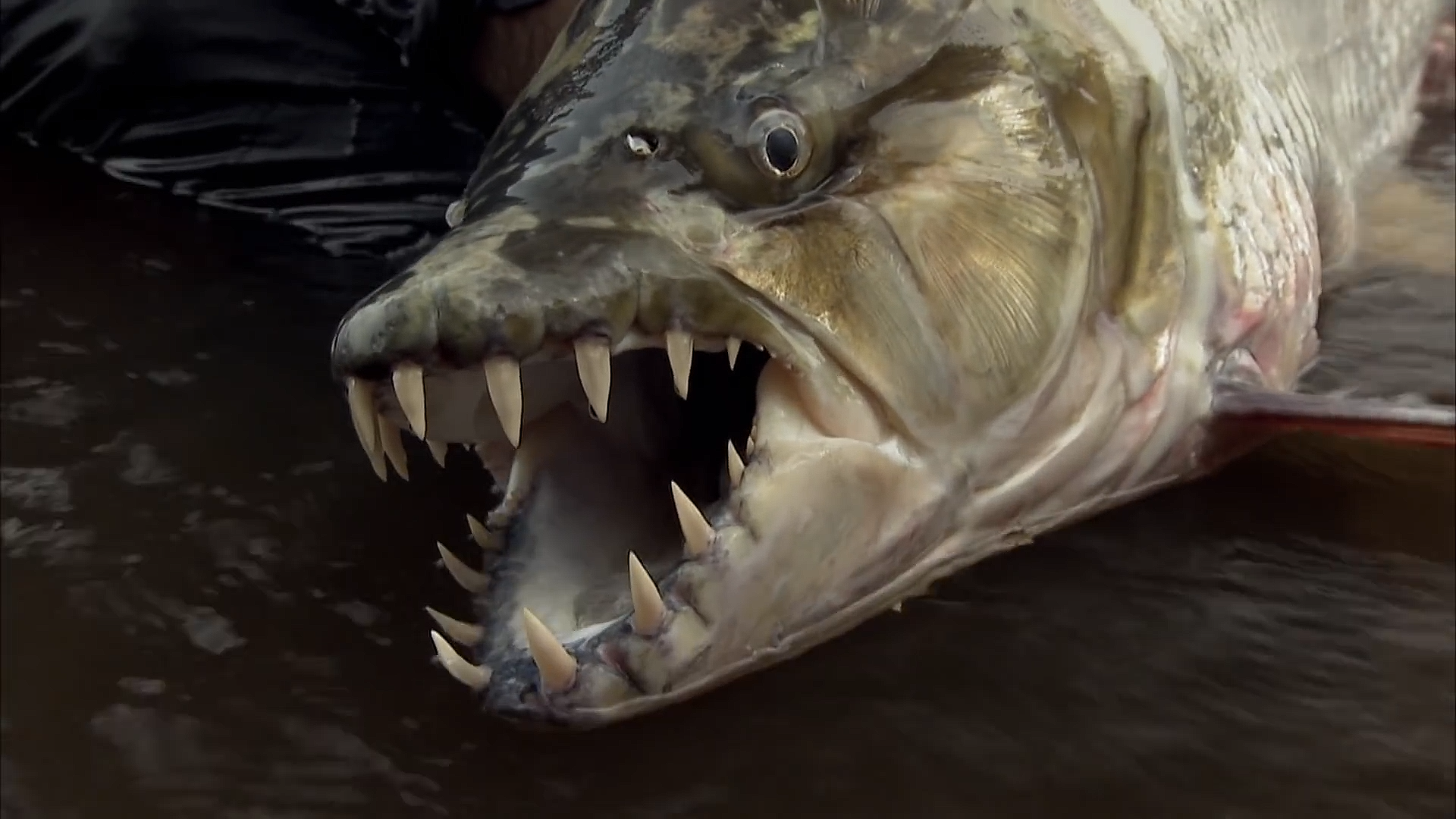 巨型食人鱼电影剧情「梳理」
