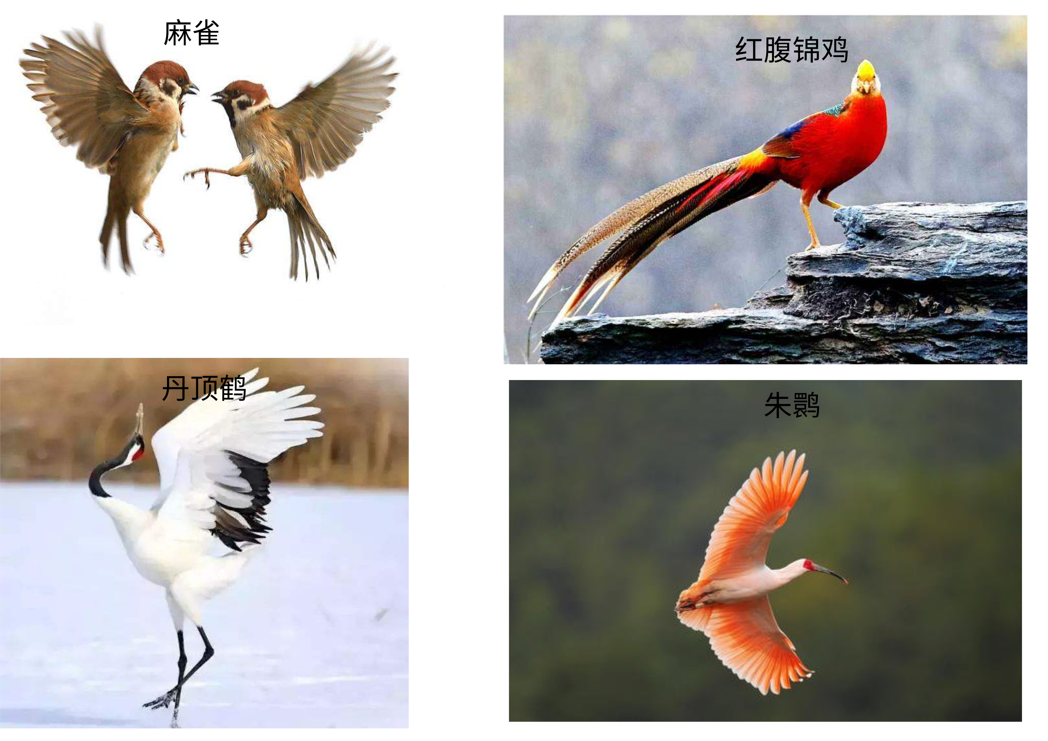 中国国鸟是什么鸟图片（知识科普我国的国鸟）