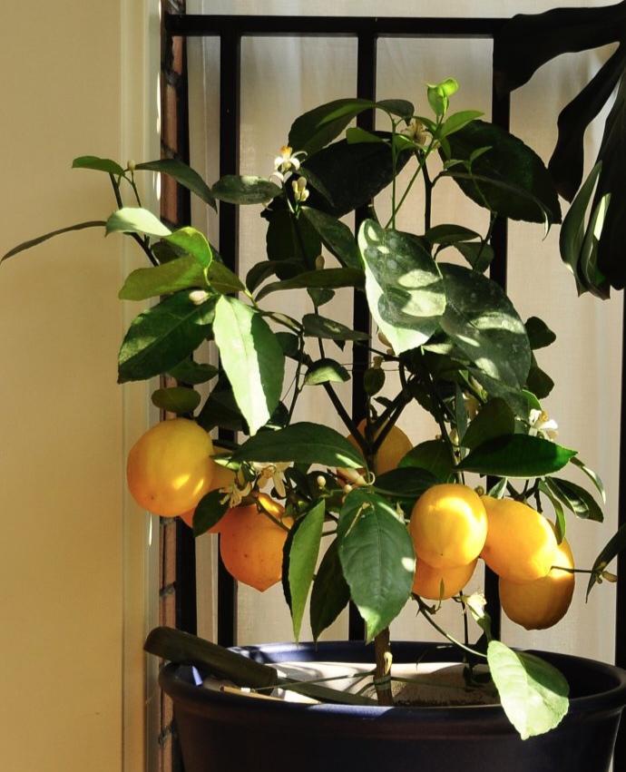 能“养人”的10种花，有的能吸废气、有的可以食用，种了不后悔