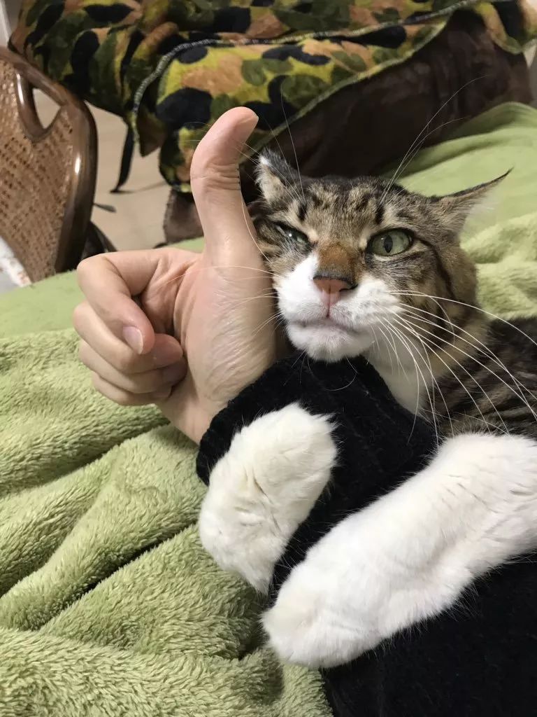猫咪有几种表现，说明它“依赖”你