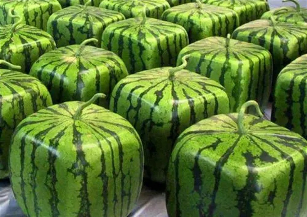 日本水果那么贵日本水果真的贵么