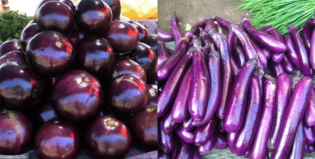 茄子一般都是紫皮的,根据形状的不同还分为长茄子和圆茄子,看似是同一