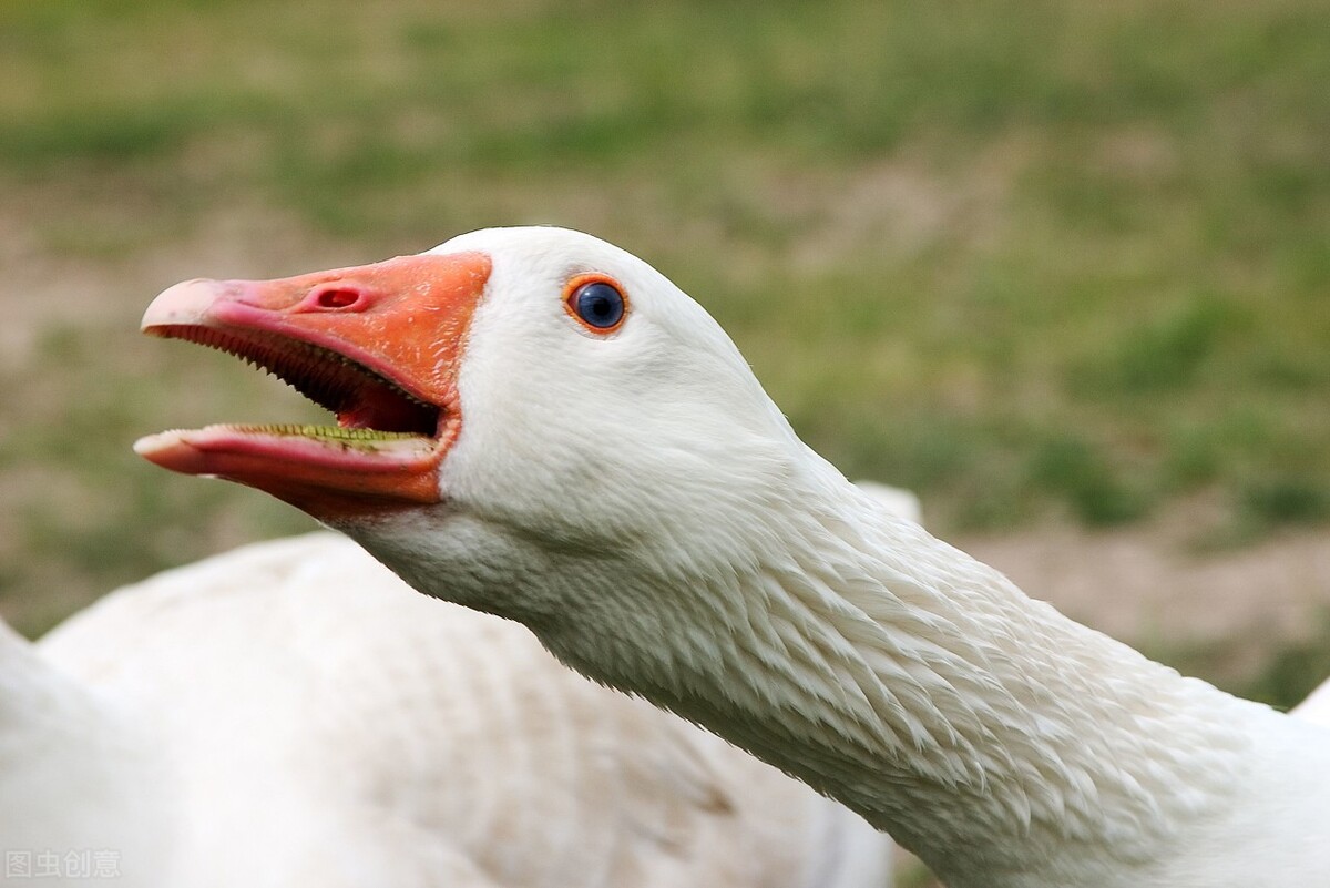 大鹅为什么那么凶?