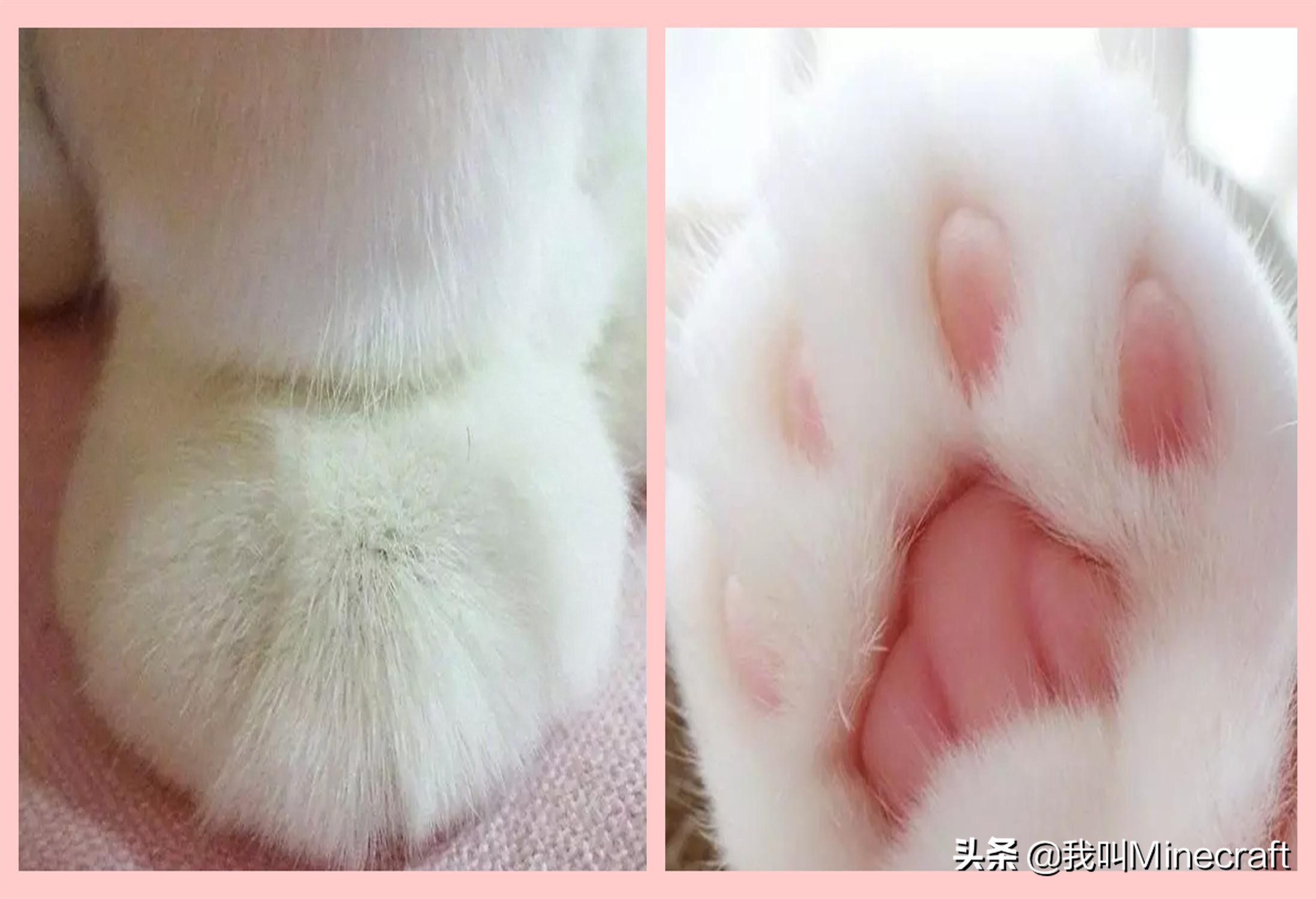 如何在《我的世界》里做一名合格的“铲屎官”？MC猫咪全攻略！