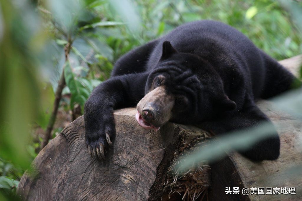 lemur是什么动物(为什么有些红毛猩猩的”腮帮子“没那么大？)