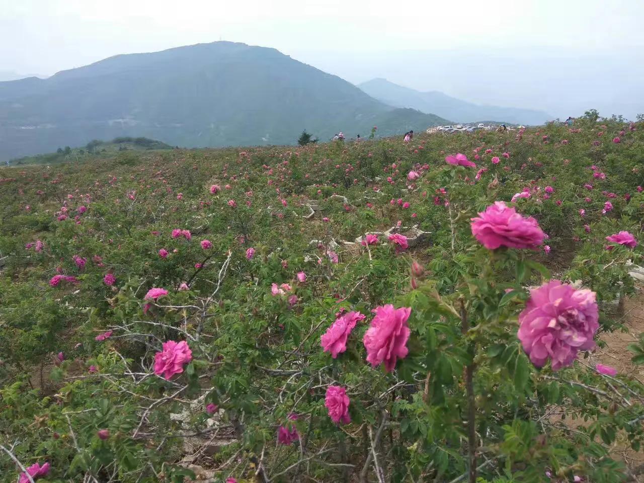 假期去北京十大古道，条条古道讲述着悠久的历史，看着秀丽的风光