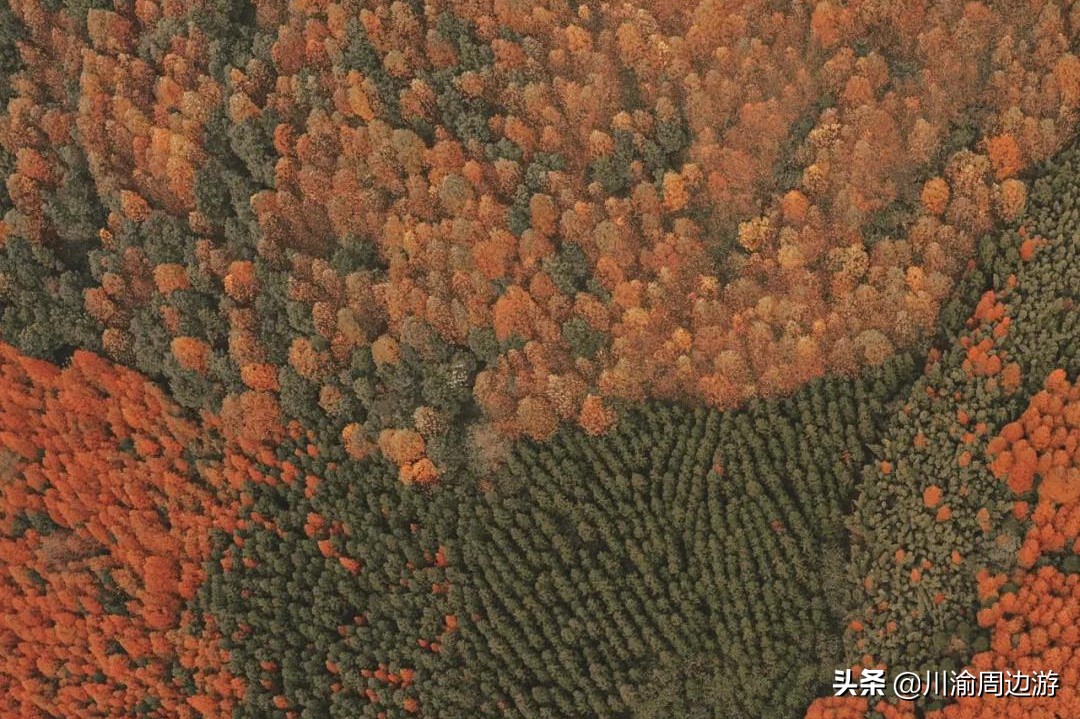 成都周边最后一波彩林，自驾最快1.5小时可到达，适合自驾1日游