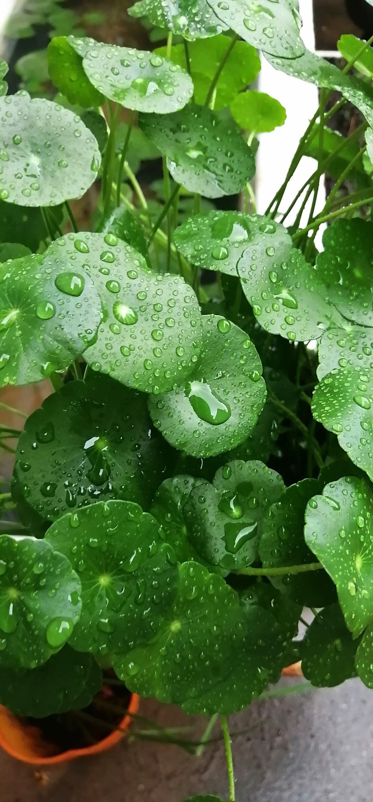 三叶草开花图片（家里光不好别养这8种花根本不开花）