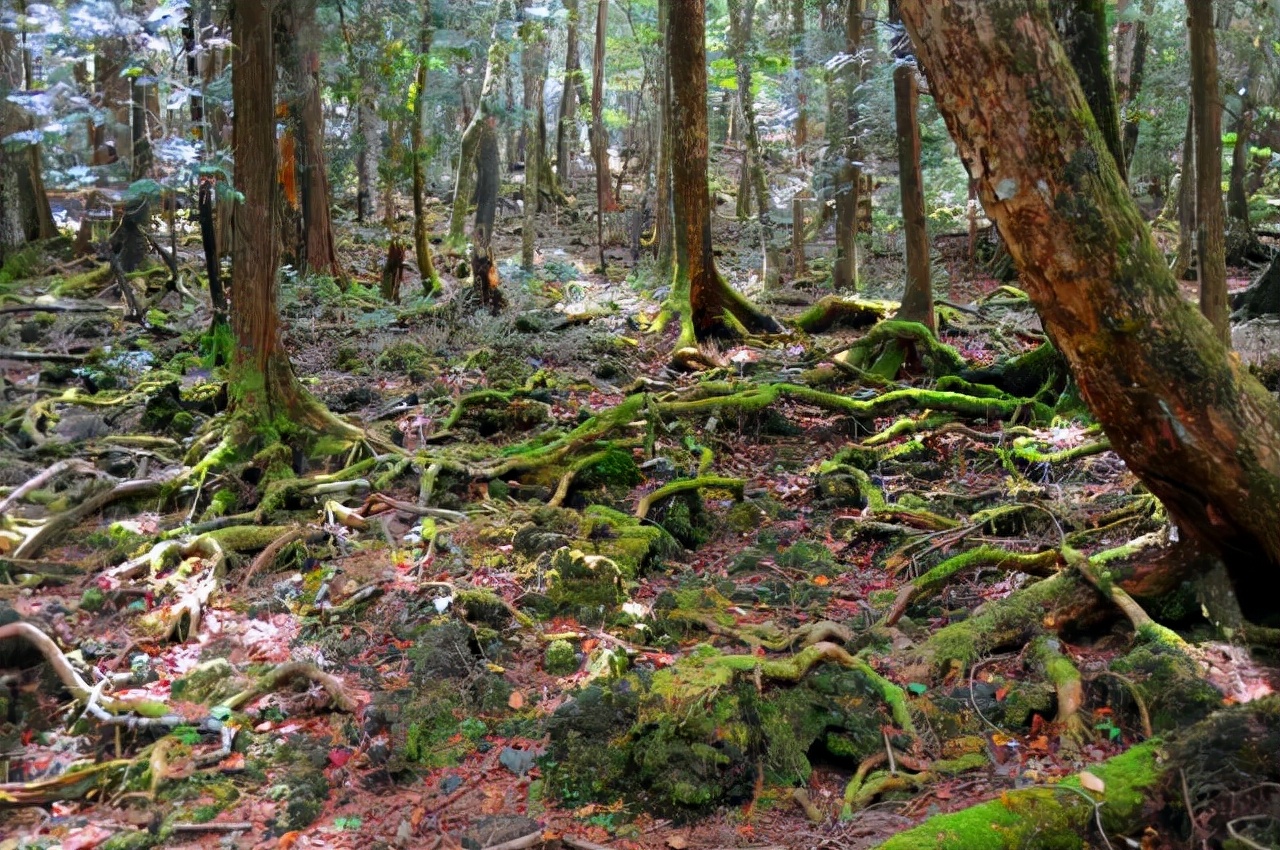 在日本被誉为“自杀森林”的青木原树海是什么地方