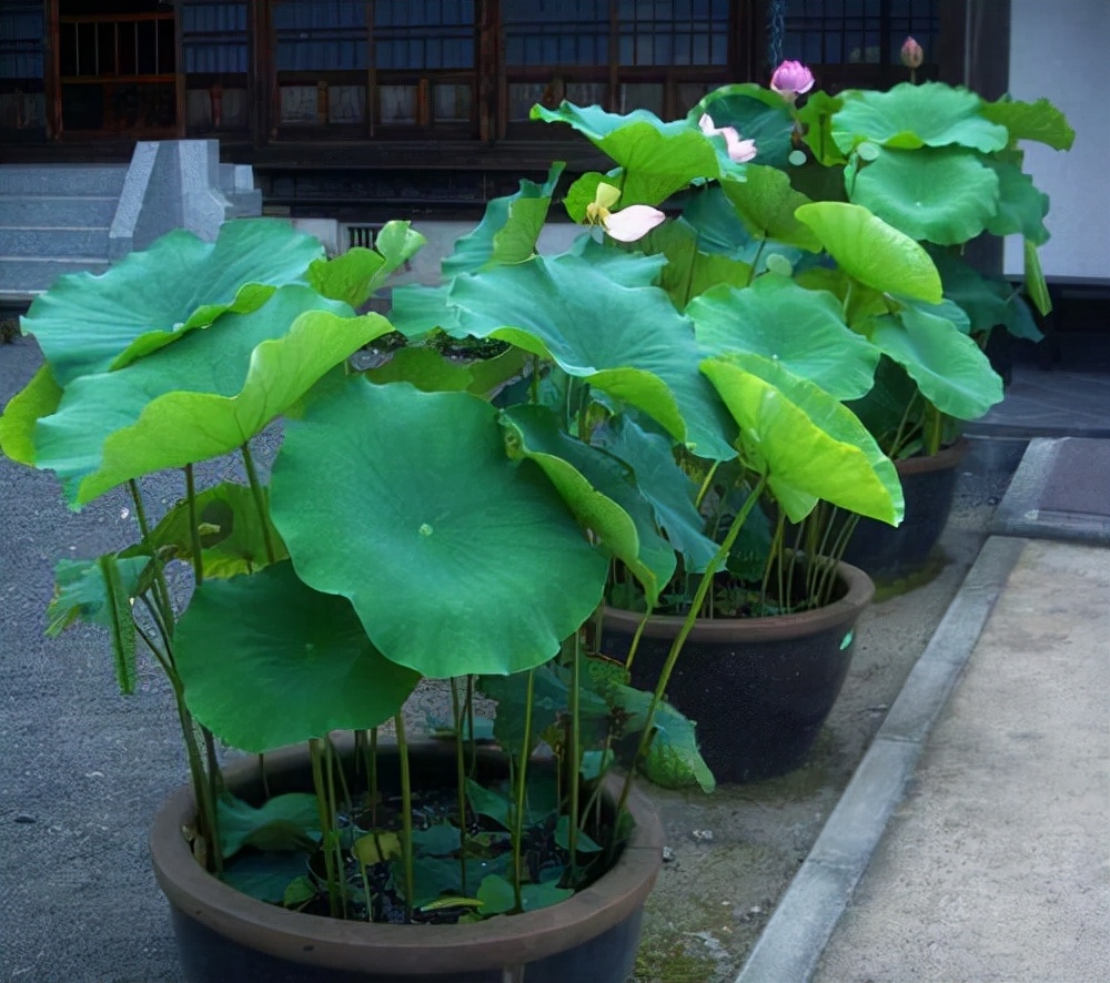 庭院设计师精心总结的15种适合庭院水池栽种的水生植物,建议收藏
