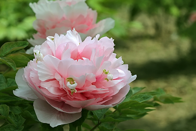 花开富贵唯牡丹，“花中藏花”的牡丹你见过吗？