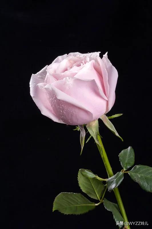玫瑰花竟有10种颜色，你知道它们代表着不同的花语吗？