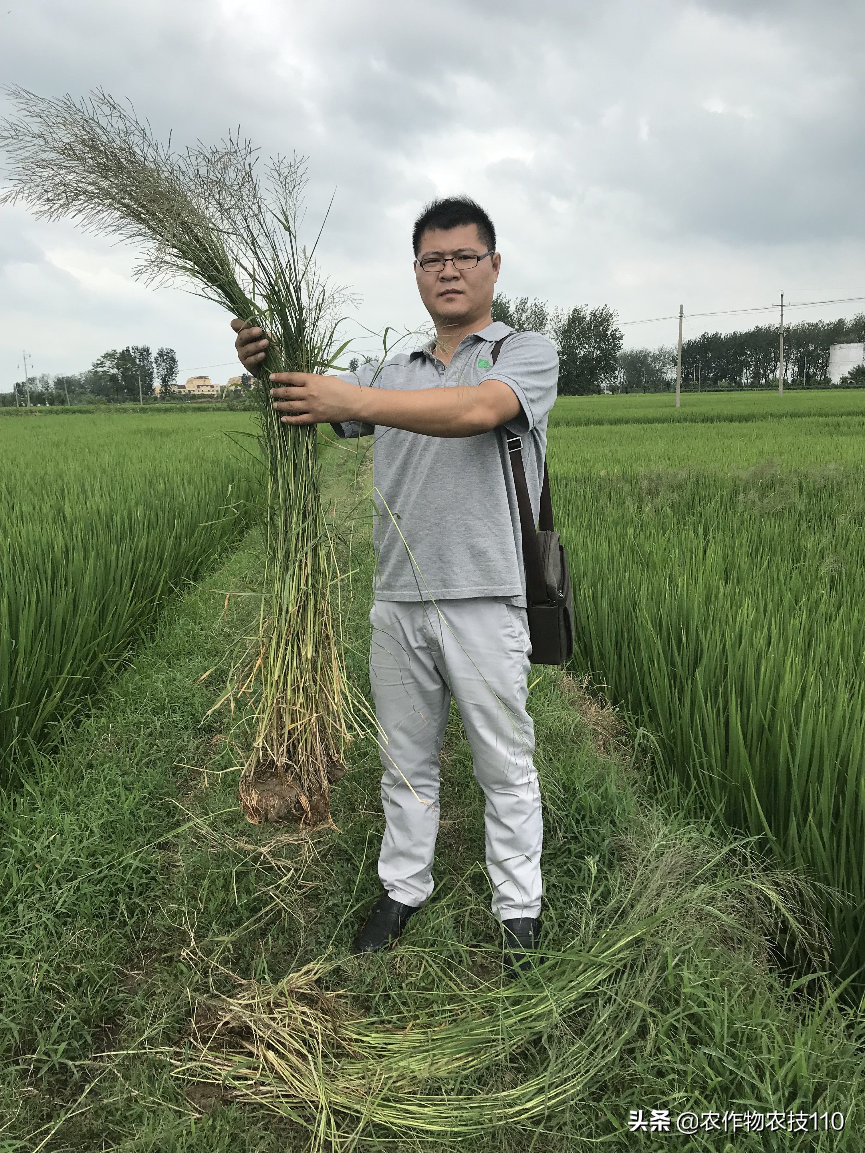 夏至后，抢抓降雨间隙做好水稻除草，如何施药才能高效？