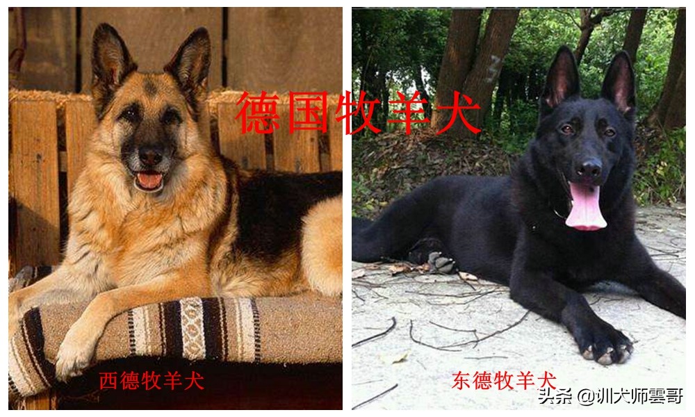 牧羊犬种类  世界十大牧羊犬排名
