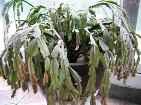 仙人掌中的“美人”,蟹爪兰和昙花,克服“弱点”,花开长长久久