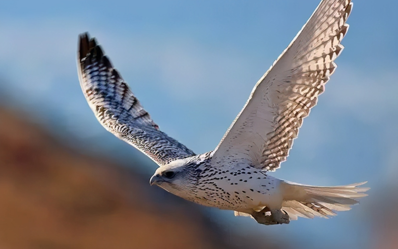 海东青鹰价格万鹰之神