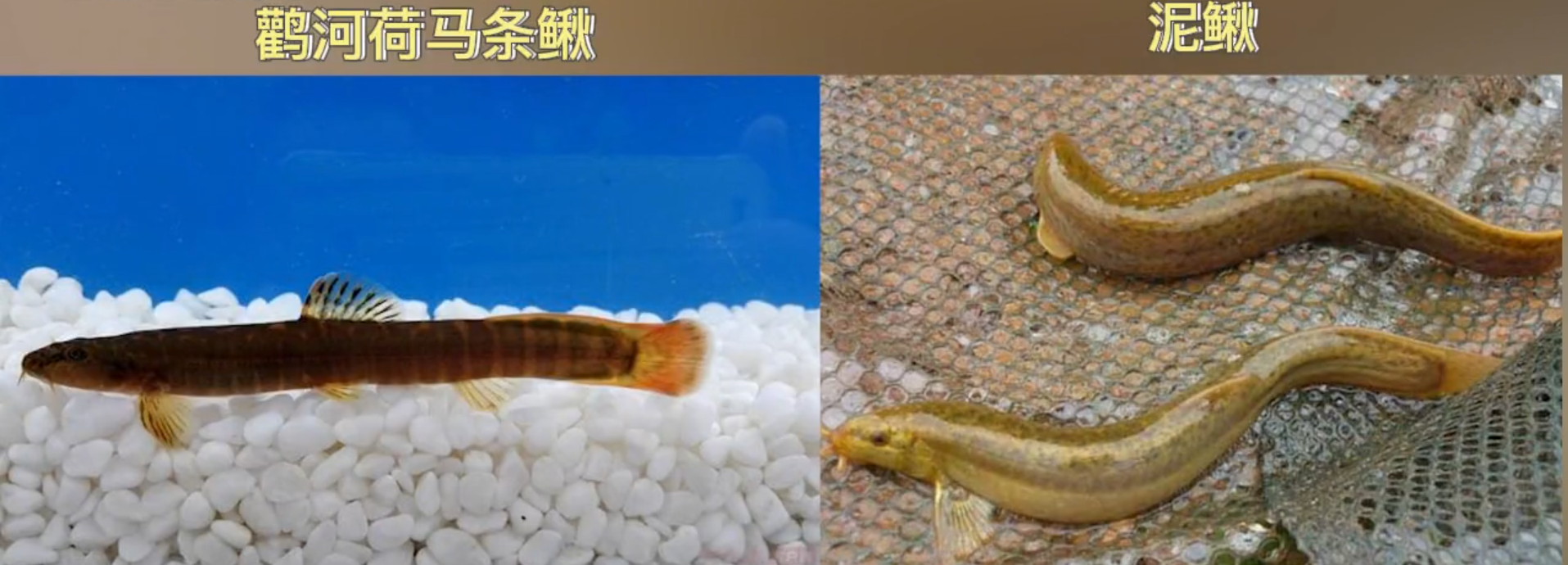 新物种！河南省第一个拥有100%产权的鱼 新物种背后秘密暗示着什么