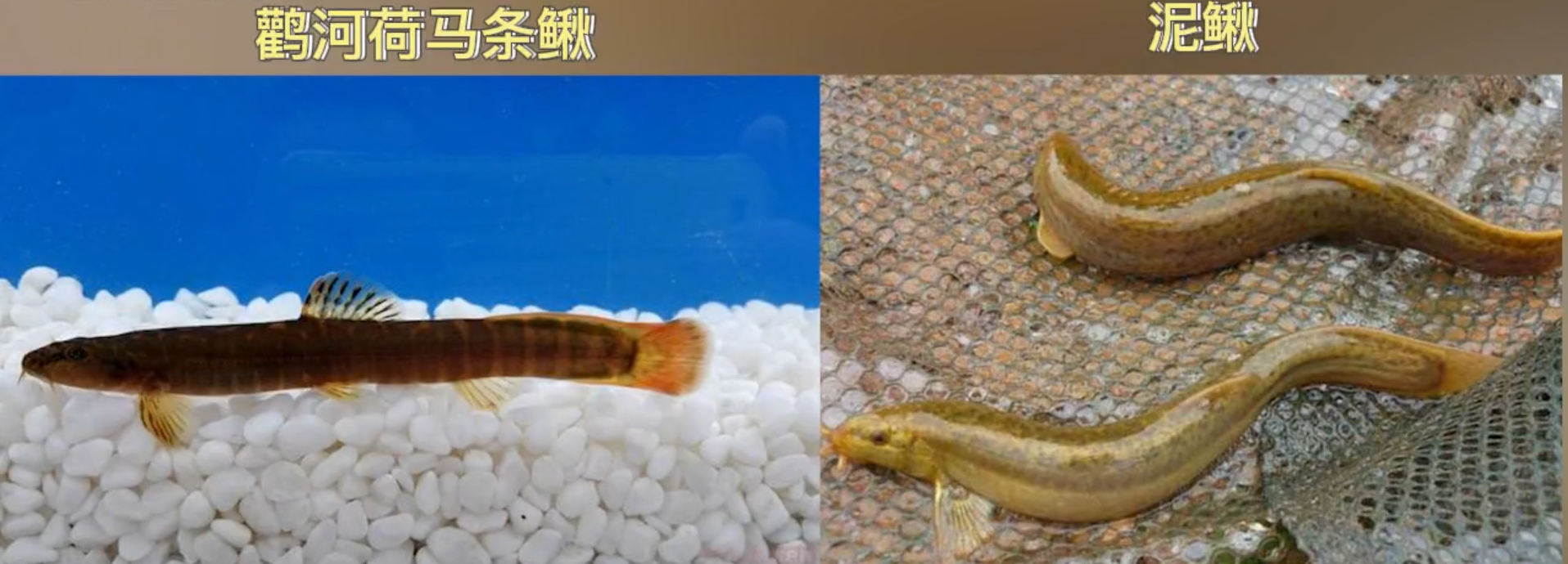 新物種！河南省第一個(gè)擁有100%產(chǎn)權(quán)的魚 新物種背后秘密暗示著什么