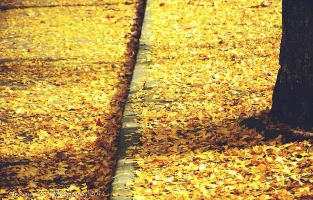 苏州大学银杏季，预约参观开始啦！开放14天，共10800个名额