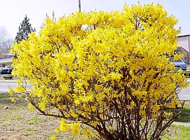 迎春花品种介绍:迎春花,连翅,红素馨[附图]