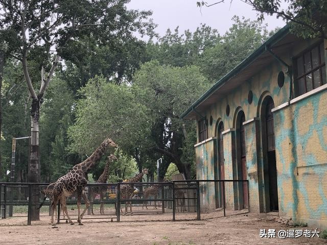 去首都旅游，北京动物园不容错过！门票只要15元，性价比超高！