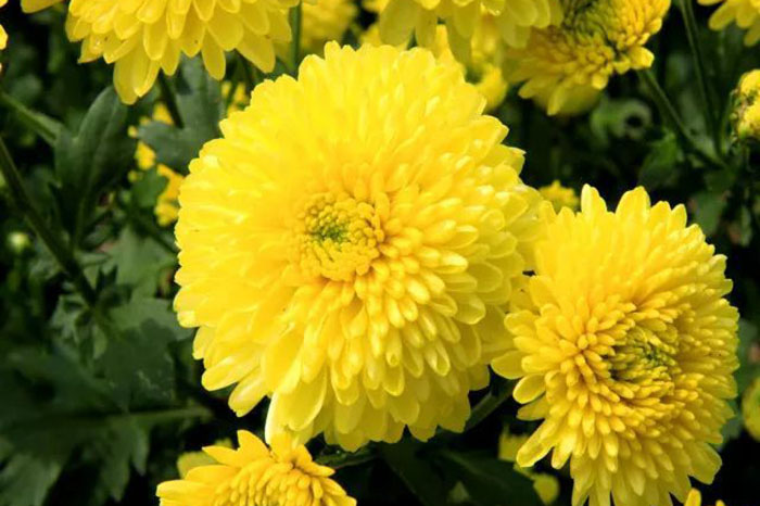 菊花诗六首：一缕香魂含恨去，花开九月再重逢