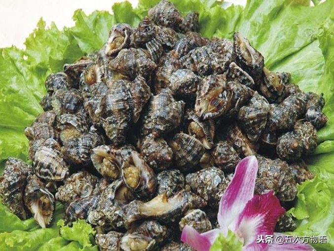 青岛常见海螺图鉴
