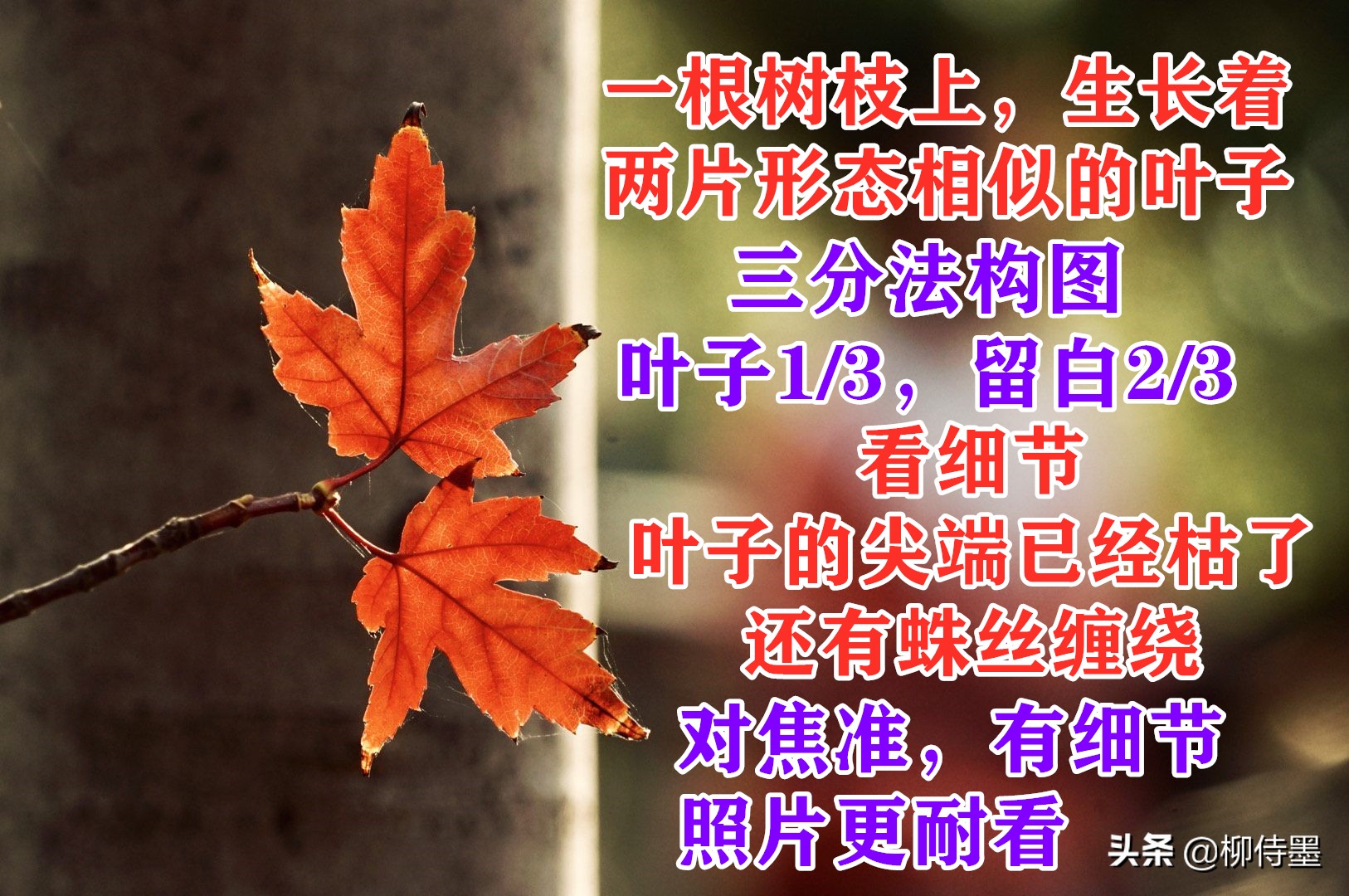 叶子形态各有千秋，跟着摄影师学拍照，拍美“一叶知秋”