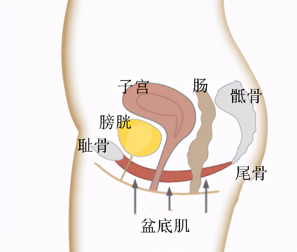 产后盆底康复是不是个“坑”？你跳进去过吗？