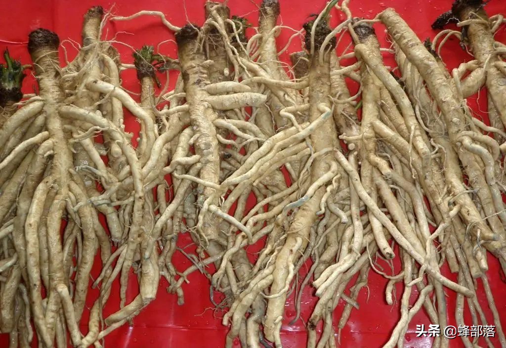 什么藥材好種植,什么藥材好種植又賺錢