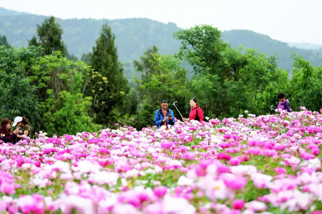 30000亩芍药花开!成都出发1.5h,免费赏花、徒步、游山…绝了