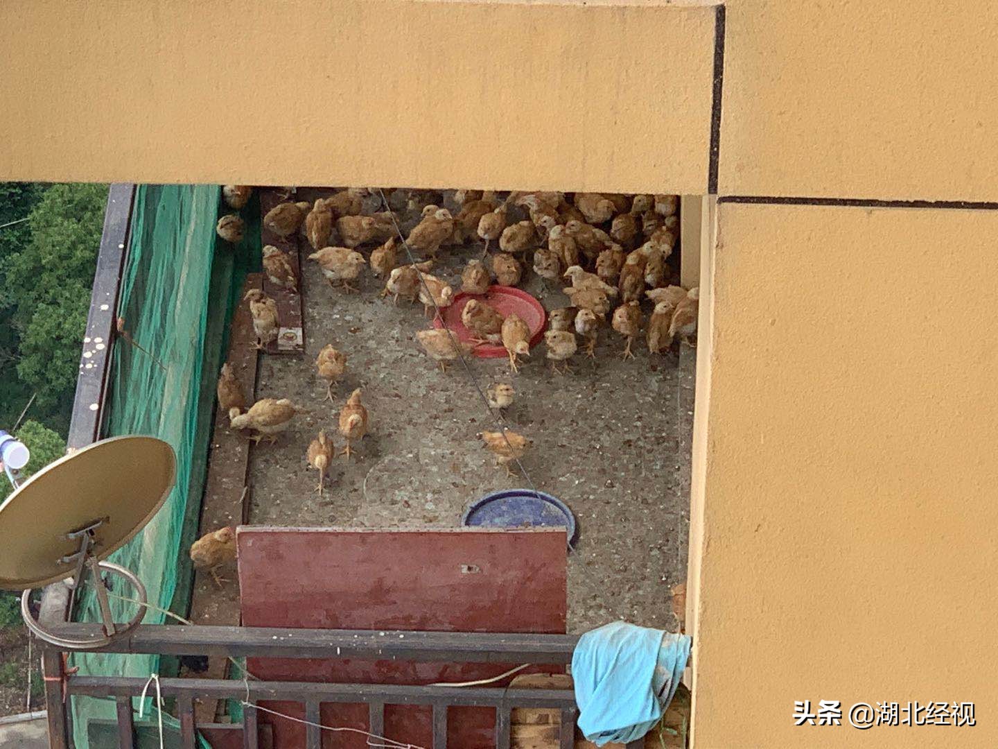 居民19楼高层家中养上百只鸡，邻居熏得受不了