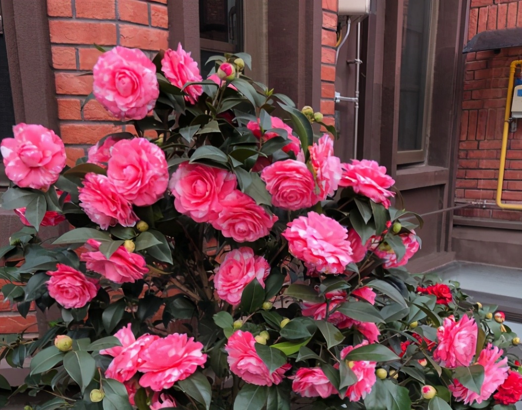 茶花夏日七心怎么养详细介绍图文