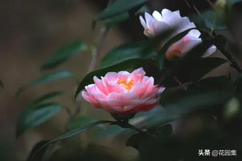 日式庭院该配什么植物?怎么配?看这里