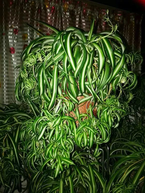 最名贵的吊兰品种(最好养的吊兰是哪个品种)