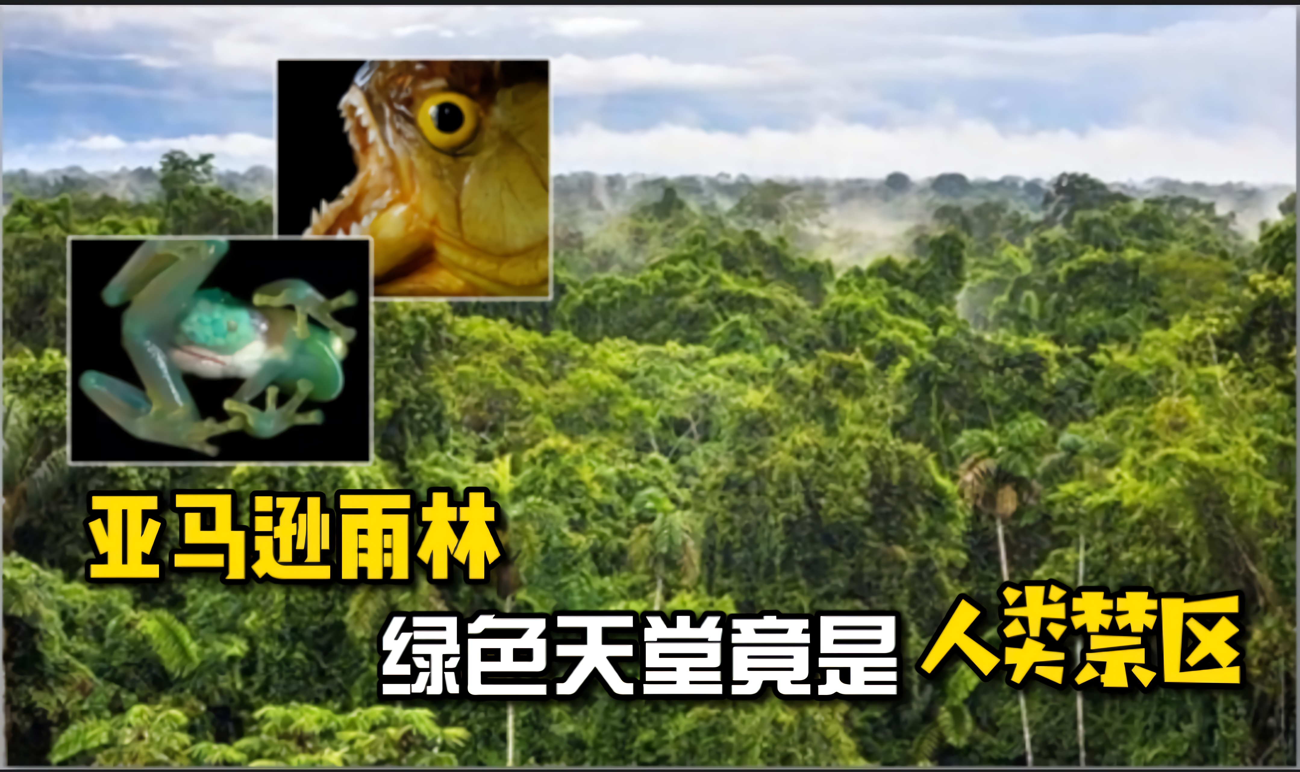 绿色天堂竟是人类禁区？窥探亚马逊雨林不为人知的另一面
