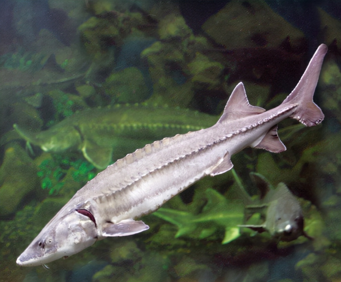 十种受到国家一级和二级保护的鱼类