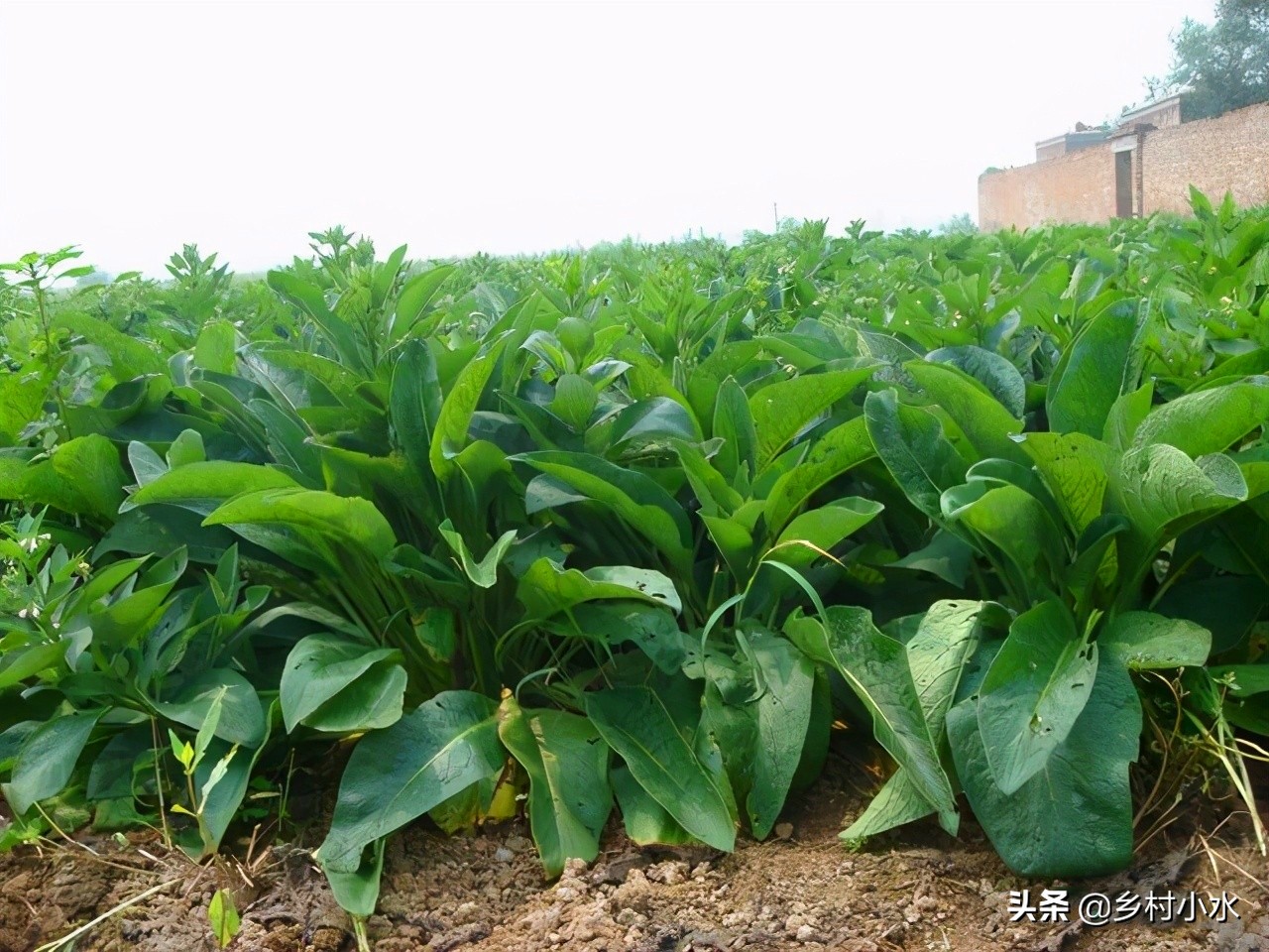 畝產(chǎn)30噸，俄羅斯飼料菜號(hào)稱“飼草之王”，種植一次可以收割10年