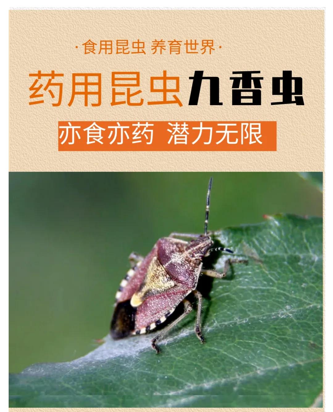 中药九香虫的功效与作用(中药九香虫的功效与作用)-我的快乐小窝