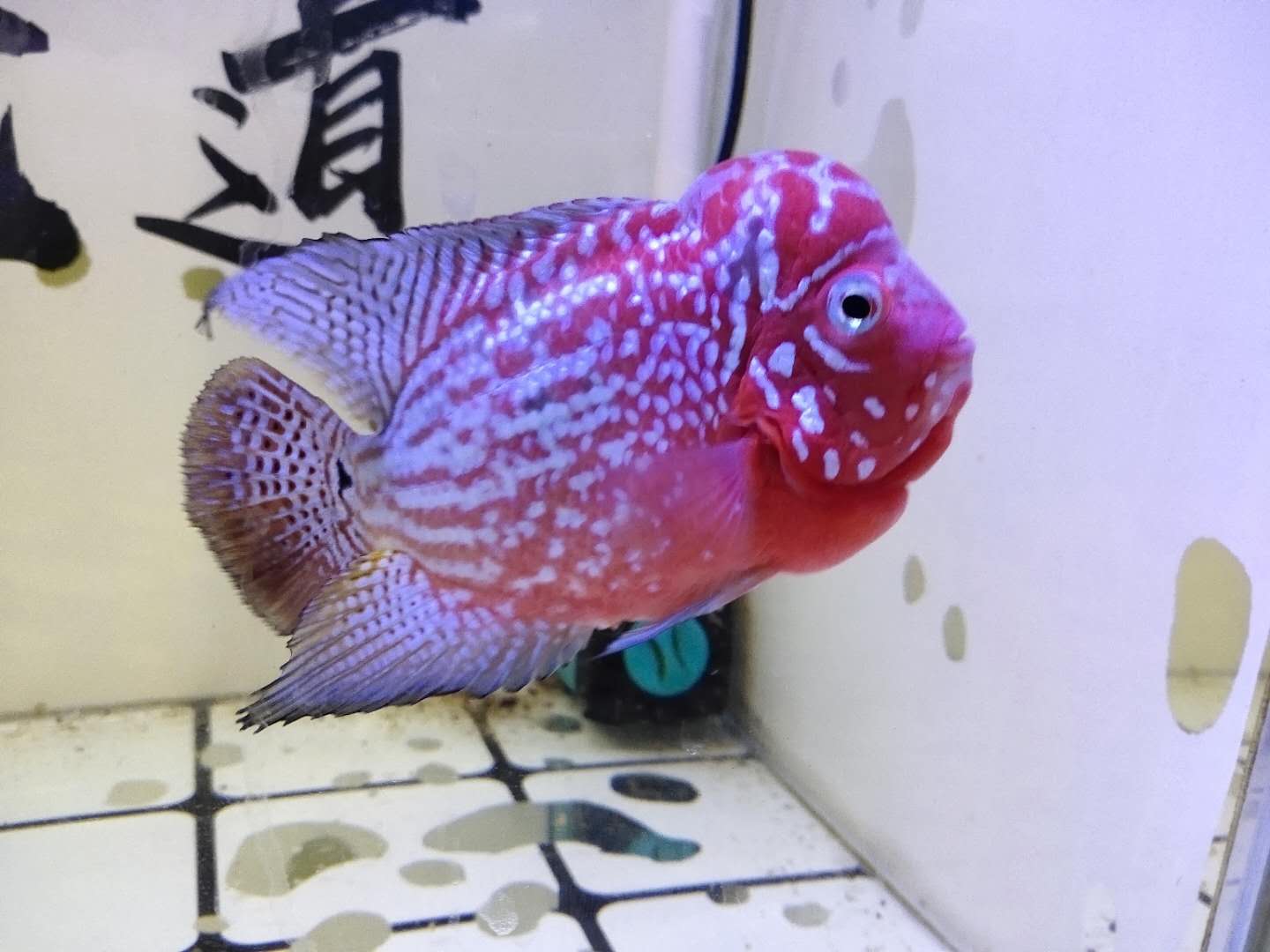 我认为,目前的罗汉鱼之所以寿命短,与不当压鱼会有