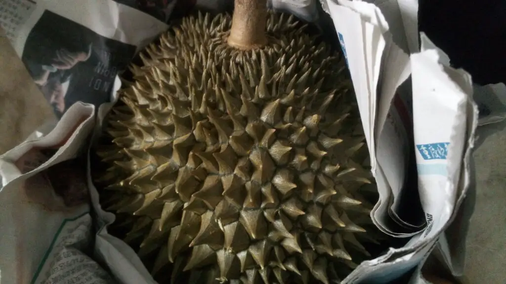 榴莲不熟要怎么放才能熟（榴莲打开后发现没熟怎么办）