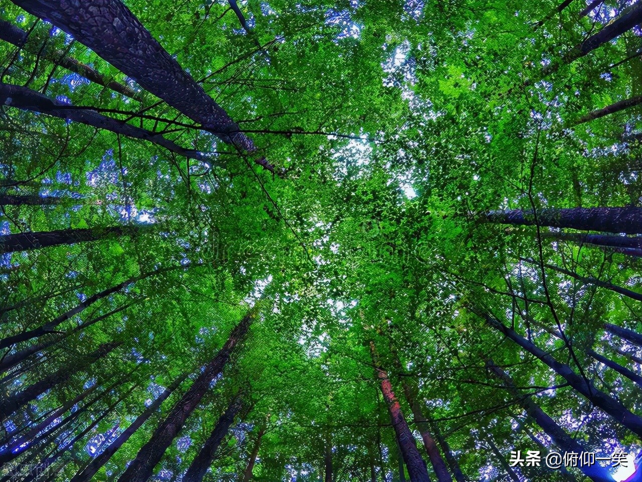 不站上山顶，你永远不会知道山脚下的参天大树看上去只是像棵草