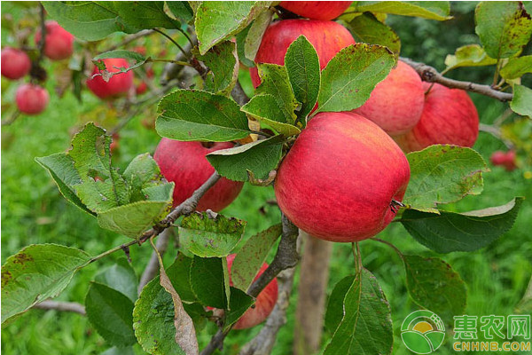 「苹果一斤」苹果多少钱一斤（五一假期前后，苹果价格会上涨吗？）