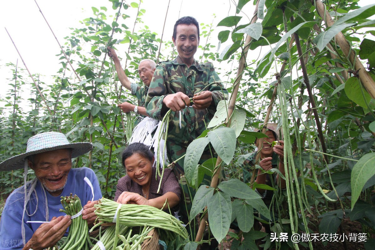 种植豆角的技术和方法（最全相关豆角种植和管理攻略）